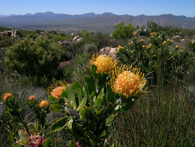 Leucospermum pluridens (Robinson pincushion)