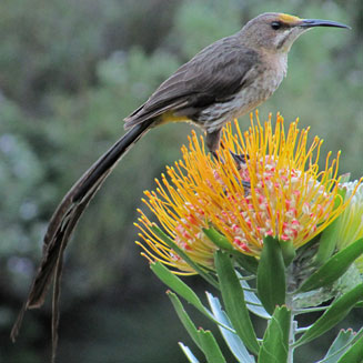 Leucospermum erubescens (Oudtshoorn pincushion)