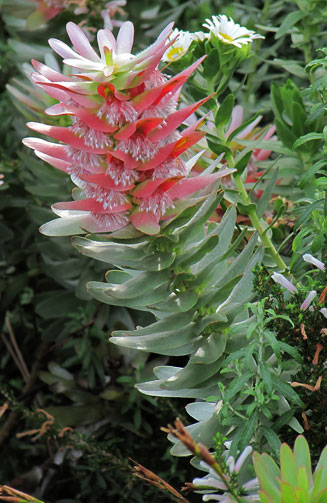 Mimetes arboreus (Kogelberg pagoda)
