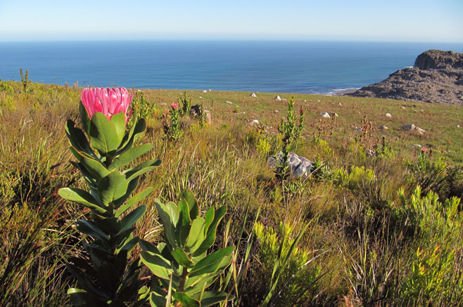 Protea compacta (Bot River sugarbush)