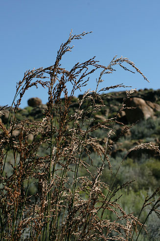 Restio cymosus