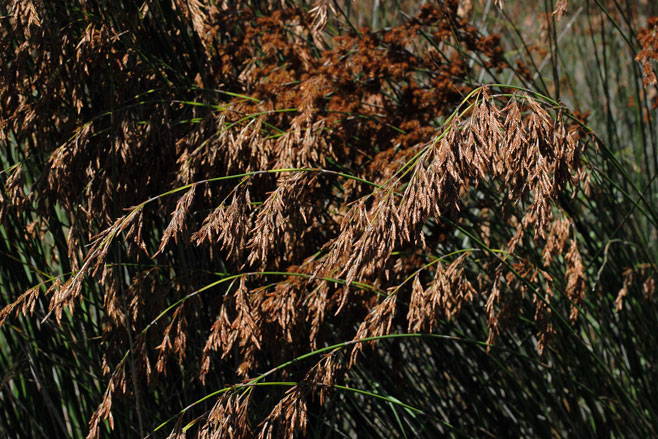 Thamnochortus insignis 