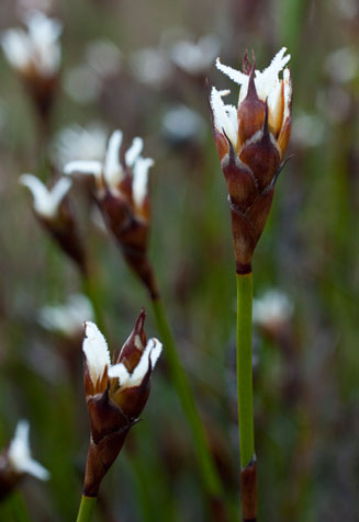 Restio egregius 