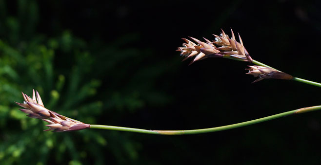Platycaulos compressus