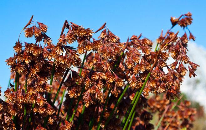 Staberoha distachyos 