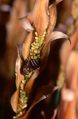 Elegia racemosa 