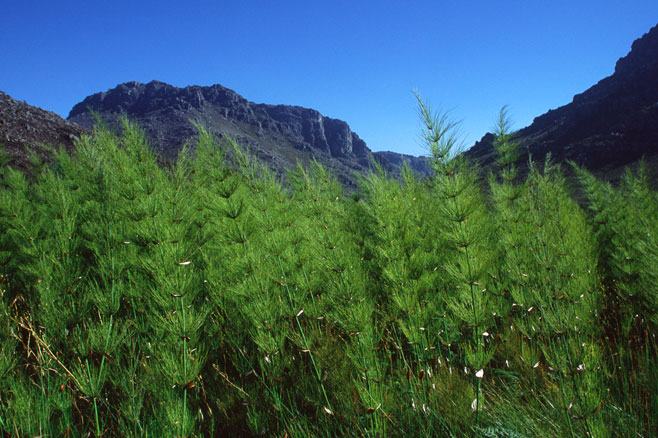 Elegia capensis 