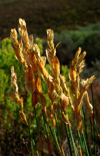 Elegia filacea