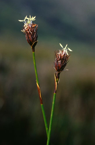 Hypodiscus aristatus