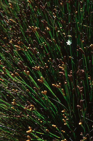 Nevillea obtusissima