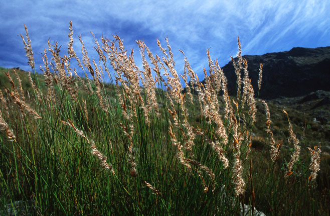 Askidiosperma paniculatum