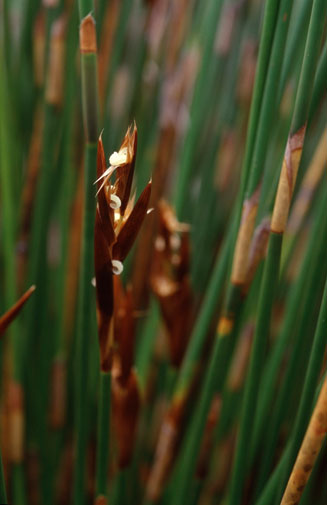 Ceratocaryum argenteum 