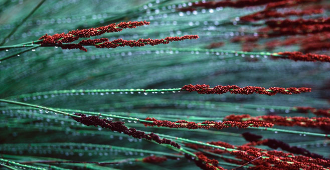 Elegia tectorum