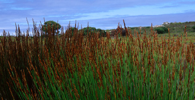 Elegia tectorum