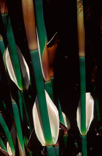 Elegia capensis 