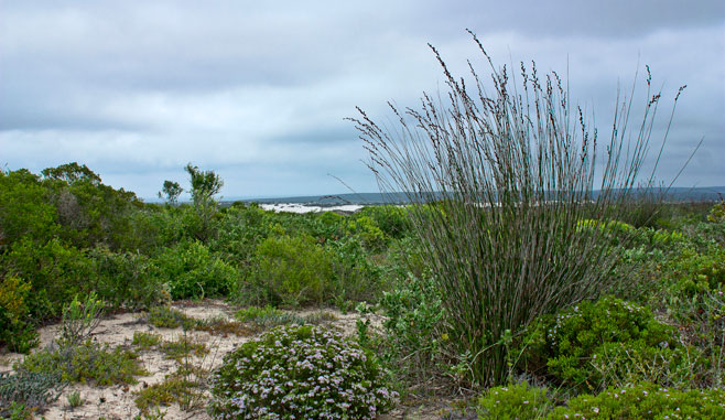 Thamnochortus spicigerus 