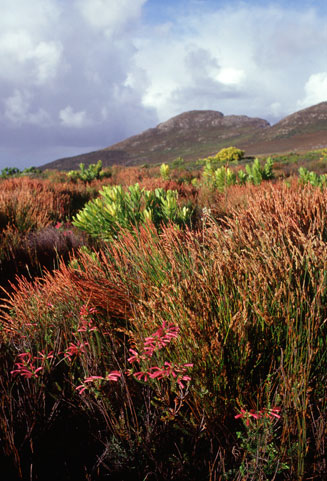 Elegia filacea 