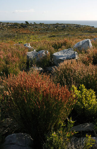 Elegia stipularis