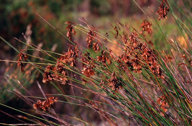 Staberoha multispicula 