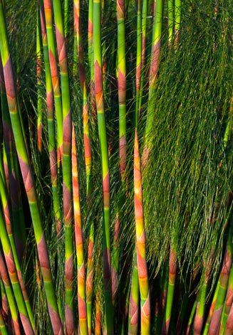 Cannomois virgata