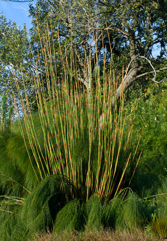 Cannomois virgata