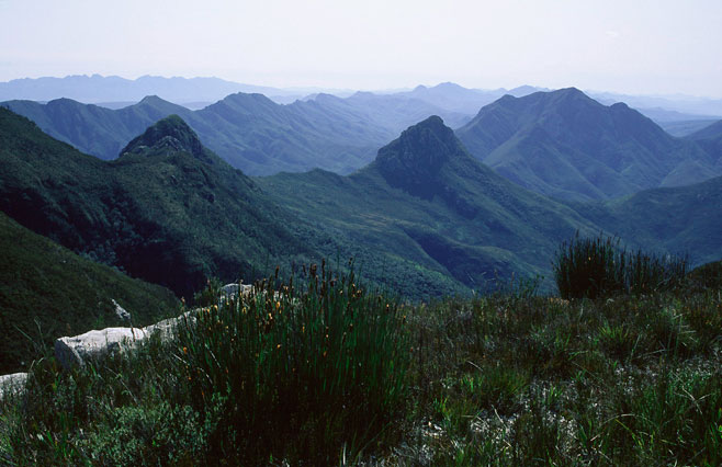 Elegia thyrsoidea