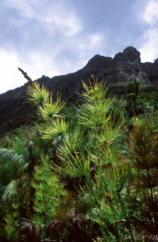 Elegia capensis 