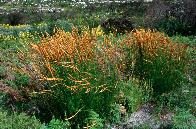 Elegia racemosa 