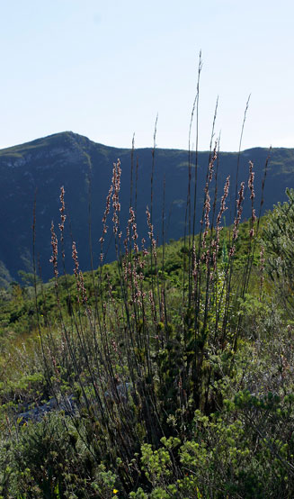 Rhodocoma gigantea 