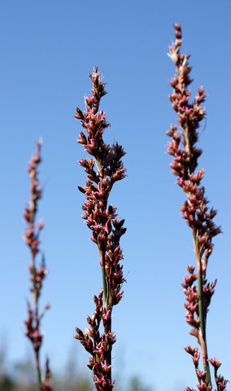Rhodocoma gigantea 