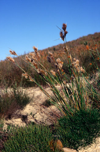 Thamnochortus pellucidus
