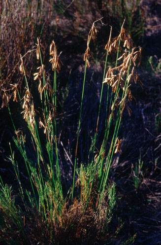 Thamnochortus pellucidus