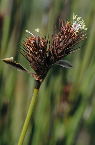 Hypodiscus aristatus