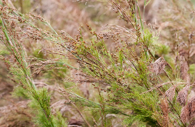 Restio quadratus (Vlakteriet)