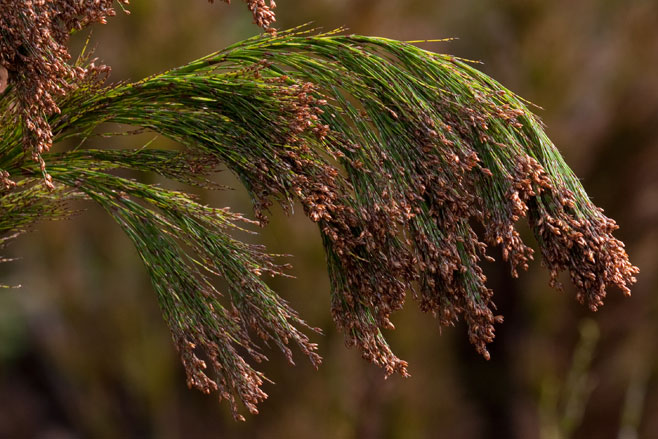Rhodocoma capensis 