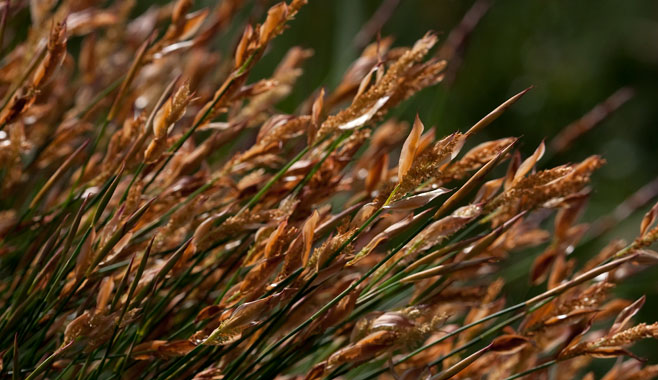Elegia aggregata 
