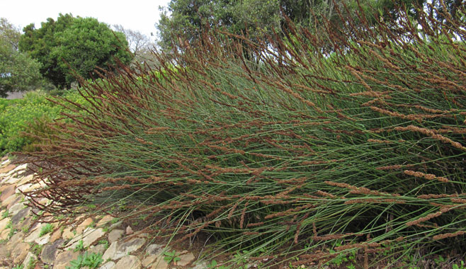 Elegia aggregata 
