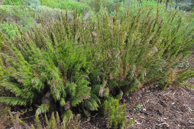 Rhodocoma capensis 