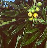Eriobotrya japonica (Loquat)