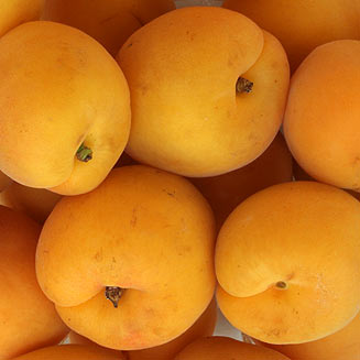 Prunus armeniaca (Apricot)