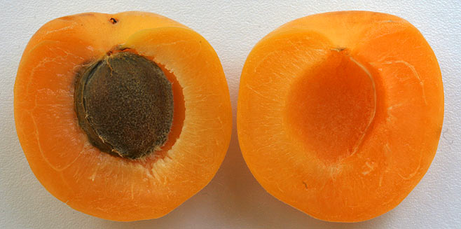 Prunus armeniaca (Apricot)