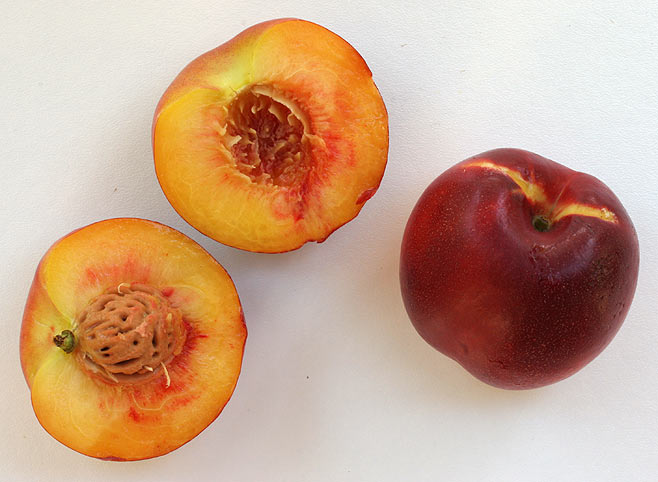 Prunus persica ( Nectarine)