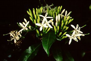 Pavetta lanceolata