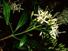 Pavetta lanceolata