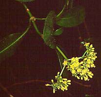 Psychotria capensis (Cream psychotria)