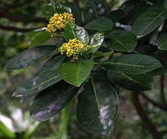 Psychotria capensis (Cream psychotria)