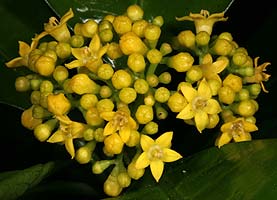 Psychotria capensis (Cream psychotria)