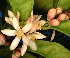 Flower of Citrus limon (Lemon)