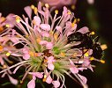 Agathosma ?serpyllacea