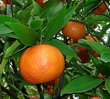 Citrus reticulata (Naartjie)